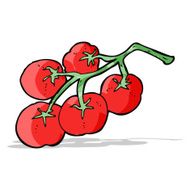 tomatoes on vine illustration N3