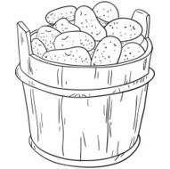 Bucket of potatos sketch illustration