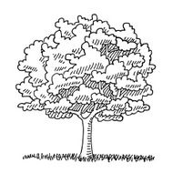 Single Tree Summer Nature Drawing