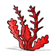 Cartoon Seaweed N45