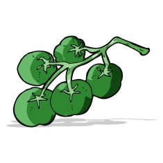 green tomatoes on vine illustration N4