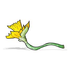 cartoon daffodil flower N3