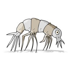 Cartoon Shrimp N26