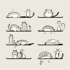 Funny cats on shelves