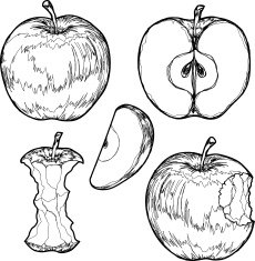 Apple sketch