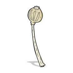 cartoon dried poppy N11