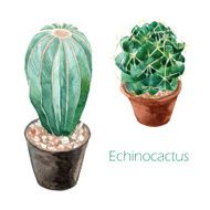 Echinocactus cactus with pot watercolor painting on white backgr