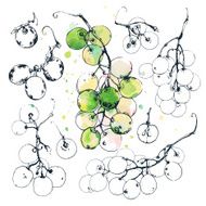 Hand drawn illustrations of sweet grape berries