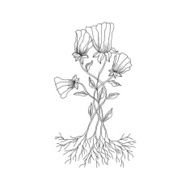 Doodle style flower Vector illustration