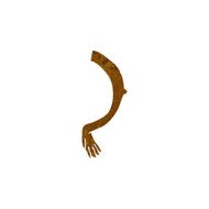 cartoon arm N93