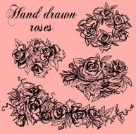 Hand drawn Roses