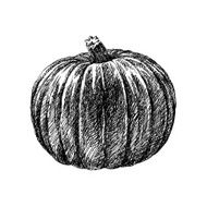 Pumpkin sketch