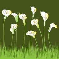 Calla garden