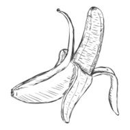 Vector Single Sketch Peeled Banana
