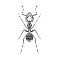 Zentangle stylized Black Ant Hand Drawn Termite vector illustra
