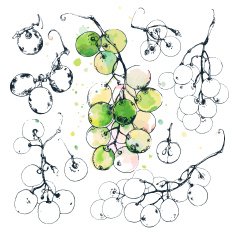 Hand drawn illustrations of sweet grape berries