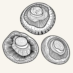 Mushrooms set