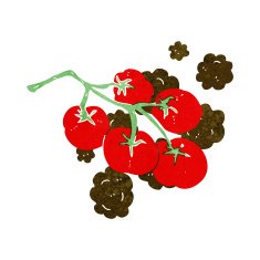 green tomatoes on vine illustration N5