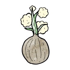 Cartoon Onion N14