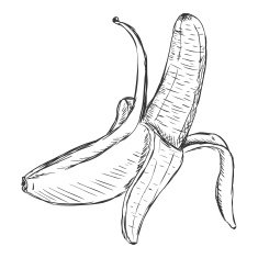Vector Single Sketch Peeled Banana