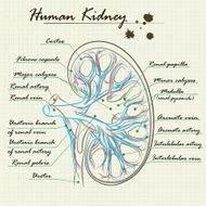 Human Kidney N3