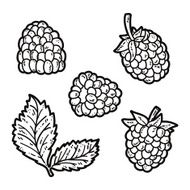 cute blackberries N2