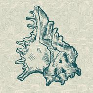Sea shell Original hand drawn illustration in vintage style