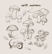 vector hand drawing of wild mushrooms