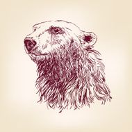 polar bear hand drawn