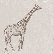 picture Giraffe Art