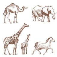 collection of picture pencil with animals
