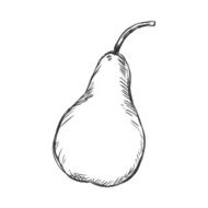Vector Single Sketch Pear