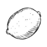 Vector Single Sketch Lemon