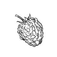 Vector Single Sketch Berry