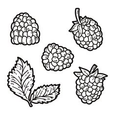 cute blackberries N2