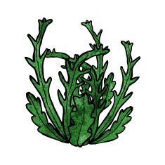 Cartoon Seaweed N54