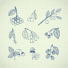 Set of garden and wild hand-drawn sketches berries
