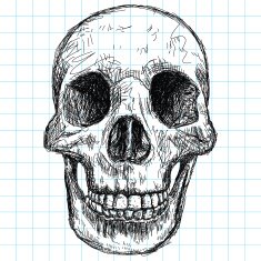 skull sketch (front view)
