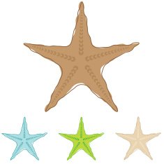 Starfish Illustration