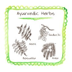 Handdrawn set - Ayurvedic Herbs