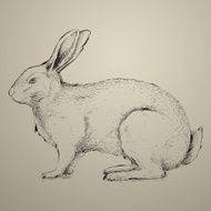 hand drawn rabbit