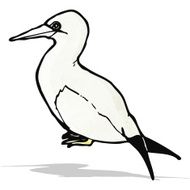 sea bird illustration