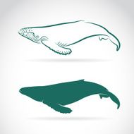 Vector image of whale