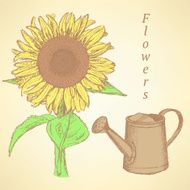 Sketch sunflower and watering can vector background N2