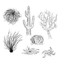 Vector Set of Sketch Cactuses and Desert Plants N2