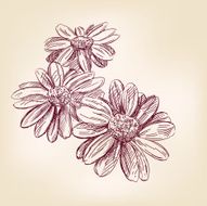 daisy hand drawn vector llustration realistic sketch