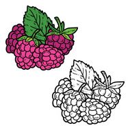 cute raspberries N5
