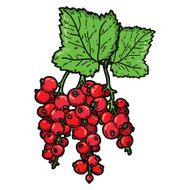 cute currant N14