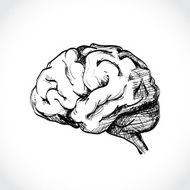 Human Brain N8
