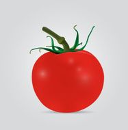 Red Tomato vector